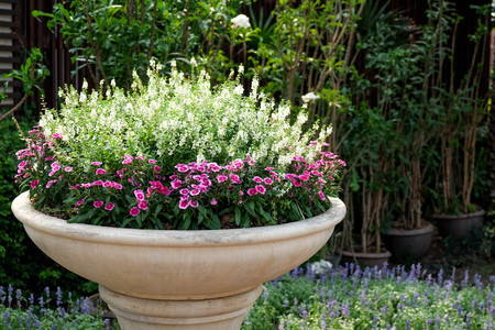 Trees in the shade gardenの写真素材