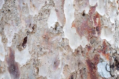 Tree bark texture backgroundの写真素材