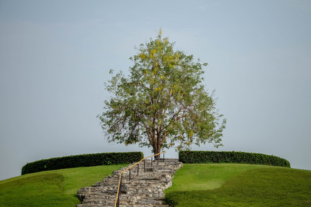 Trees in the shade gardenの写真素材