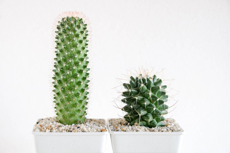 succulents or cactus in concrete pots over white background on the shelfの写真素材
