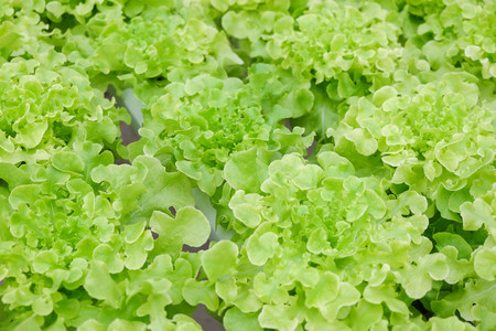 Organic hydroponic vegetable farmの写真素材