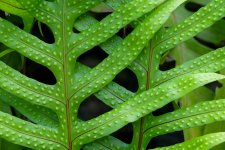 nature concept green trees in the shade gardenの写真素材