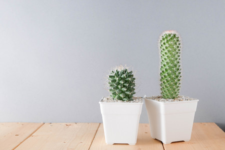 succulents or cactus in concrete pots over white background on the shelfの写真素材