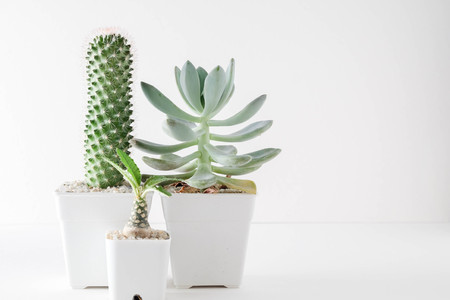 succulents or cactus in concrete pots over white background on the shelfの写真素材