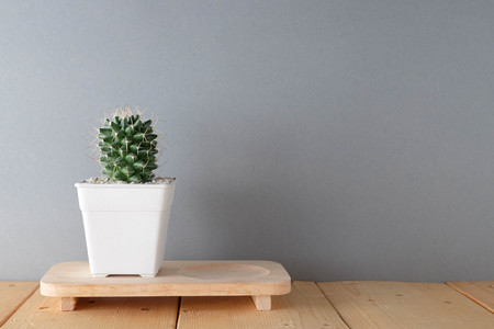succulents or cactus in concrete pots over white background on the shelfの写真素材