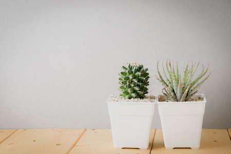 succulents or cactus in concrete pots over white background on the shelfの写真素材