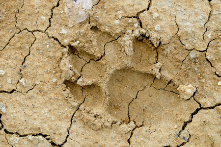 Animal footprints on abstract background rift of soil Climate change and drought land.の写真素材
