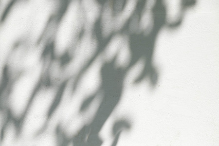 background shadow of the leaves on a white concrete wallの写真素材