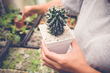 woman hand holding succulents or cactus in pots with filter effect retro vintage styleの写真素材