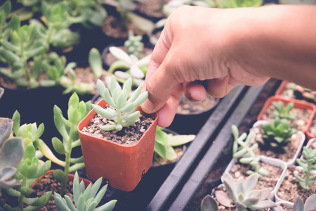 woman hand holding succulents or cactus in pots with filter effect retro vintage styleの写真素材