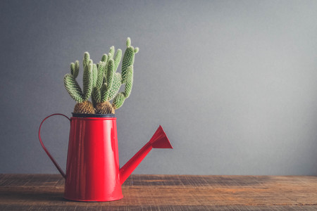 succulents or cactus in pots with filter effect retro vintage styleの写真素材