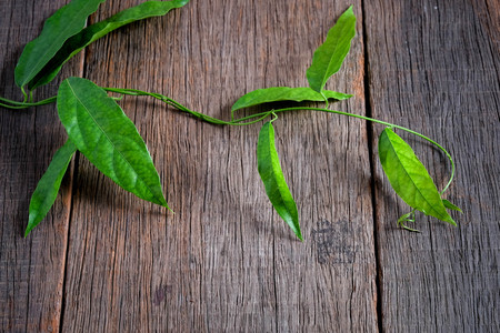 Bamboo grass, Bai-ya-nang. (Name spelled as Thailand) Tiliacora triandra Colebr.の写真素材