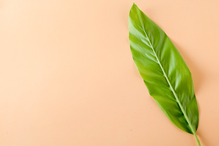 minimal concept Flat layTropical leaves on pastel orange paper background.の写真素材