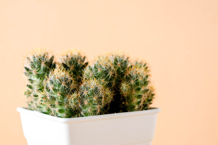 succulents or cactus in concrete pots over orange background on the shelfの写真素材