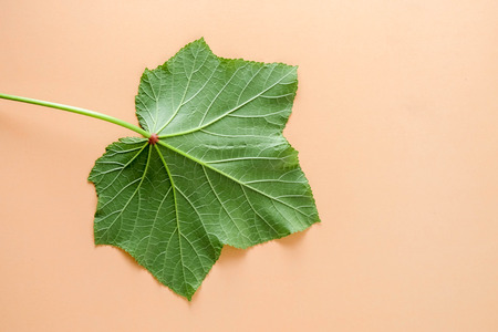 minimal concept Flat layTropical leaves on pastel orange paper background.の写真素材