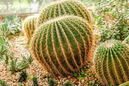 Cactus succulent plant in the glass houseの写真素材