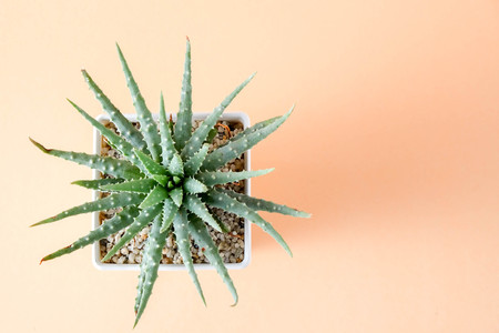 succulents or cactus in concrete pots over orange background on the shelfの写真素材