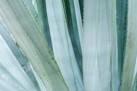 abstract background textuer of Cactus succulent plantの写真素材