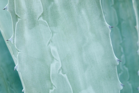 abstract background textuer of Cactus succulent plantの写真素材