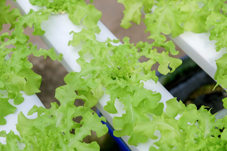 Organic hydroponic vegetable farmの写真素材