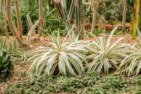 Cactus succulent plant in the glass houseの写真素材