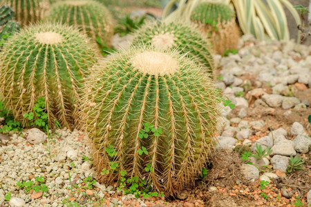 Cactus succulent plant in the glass houseの写真素材