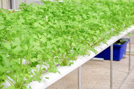 Organic hydroponic vegetable farmの写真素材
