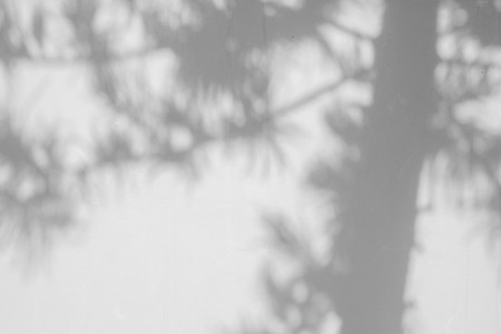 Black and White  abstract background textuer of shadows leaf on a concrete wall.の写真素材