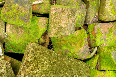 lichen on brick wall background textureの写真素材