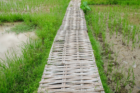 Rice fields in rural Thailandの写真素材