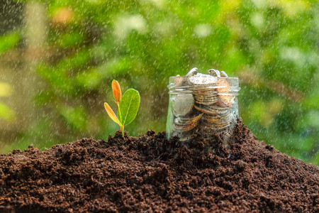 save money for investment concept. plant growing out of coinsの写真素材