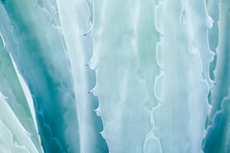 abstract background textuer of Cactus succulent plant
