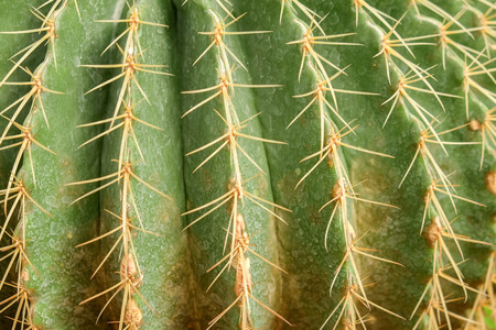 abstract background textuer of Cactus succulent plant