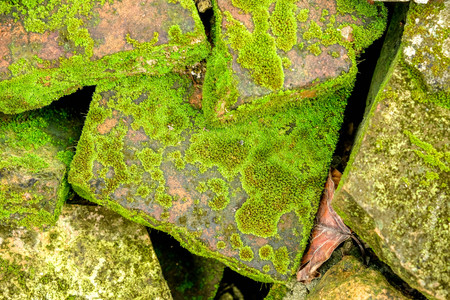 lichen on brick wall background textureの写真素材