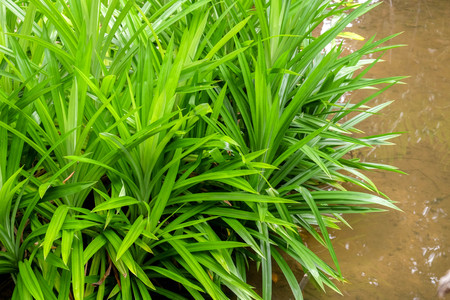 pandan leaves used in cooking