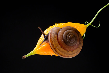 Snail isolated on black backgroundの写真素材