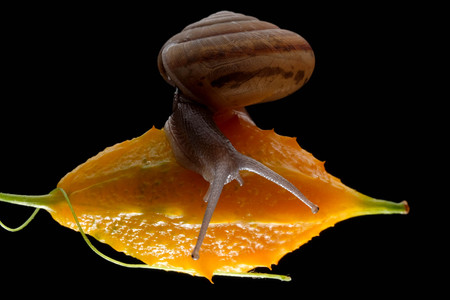 Snail isolated on black backgroundの写真素材