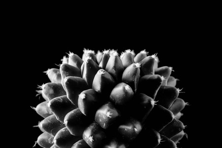 Texture of Cactus plant close-up on black background . soft focusの写真素材