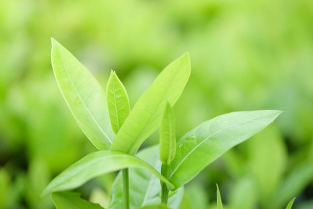 Natural green plants background or wallpaper. nature view of green leaf in garden at summer under sunlight.の写真素材
