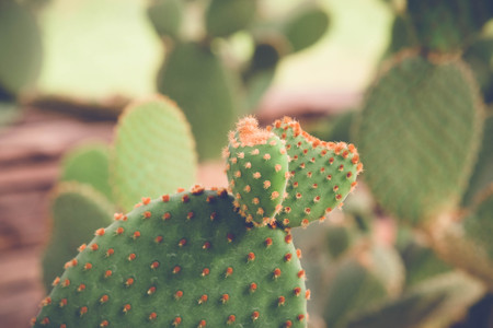cactus or succulent with filter effect retro vintage styleの写真素材
