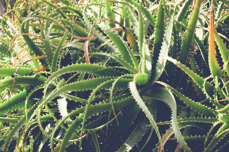 cactus or succulent with filter effect retro vintage styleの写真素材