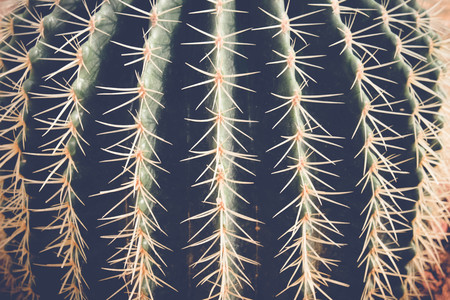 cactus or succulent with filter effect retro vintage styleの写真素材