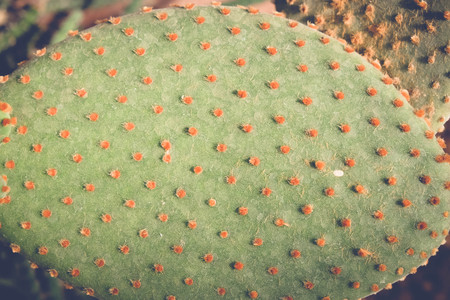 cactus or succulent with filter effect retro vintage styleの写真素材
