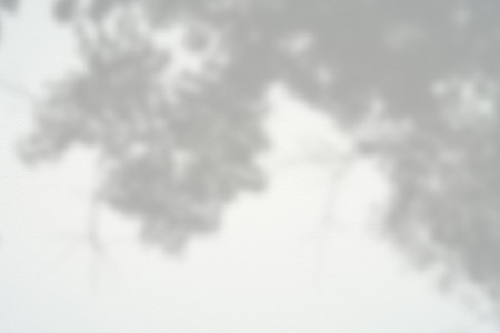abstract background textuer of shadows leaf on a concrete wall.の写真素材