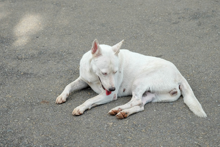 white thai dog on the gardenの写真素材