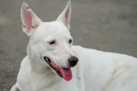 white thai dog on the gardenの写真素材