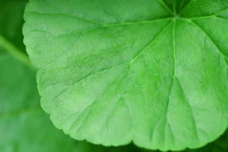 Natural green plants background or wallpaper. nature view of green leaf in garden at summer under sunlight.の写真素材