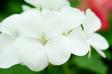 flowers in the garden