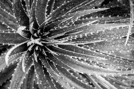 cactus or succulent with filter effect retro vintage styleの写真素材