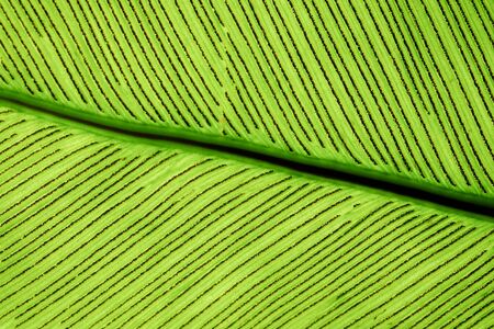 Natural green plants background 